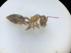 Crematogaster depilis