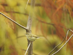 Phylloscopus humei