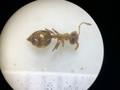 Crematogaster depilis