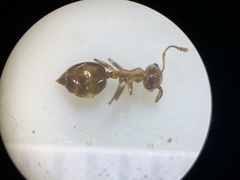 Crematogaster depilis