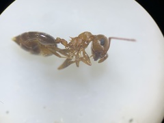 Crematogaster depilis