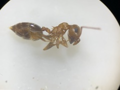 Crematogaster depilis