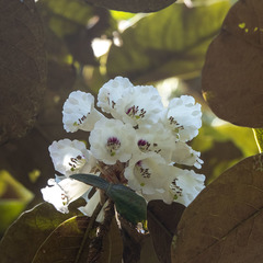 Rhododendron grande