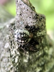 Eulecanium cerasorum