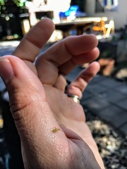 Campyloneura virgula