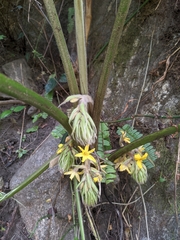 Curculigo orchioides