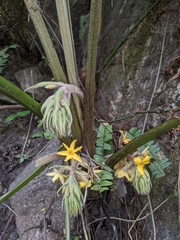 Curculigo orchioides