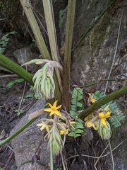 Curculigo orchioides