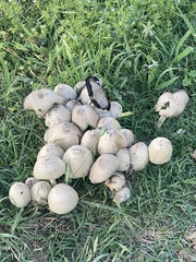 Coprinopsis strossmayeri