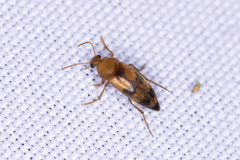 Diclidia