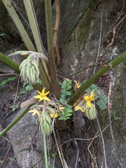 Curculigo orchioides