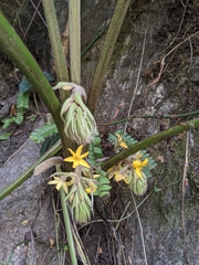 Curculigo orchioides