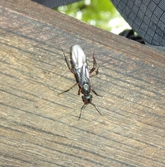 Bibio pomonae