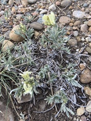 Oxytropis sericea
