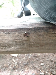 Bibio pomonae