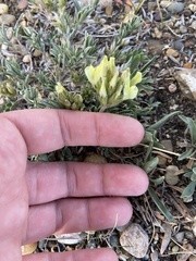 Oxytropis sericea