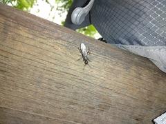 Bibio pomonae
