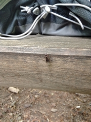 Bibio pomonae