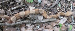 Agkistrodon laticinctus