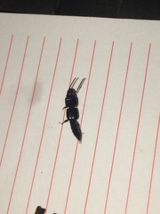 Osoriinae