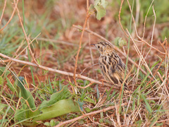 Cisticola aridulus