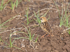 Cisticola brunnescens