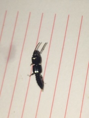 Osoriinae