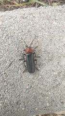 Cantharis