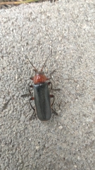 Cantharis