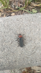 Cantharis
