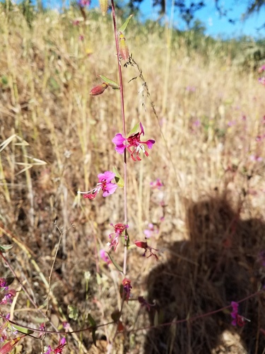 iNaturalist observation photo of Elegant Clarkia