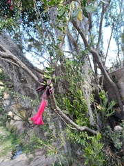Cantua