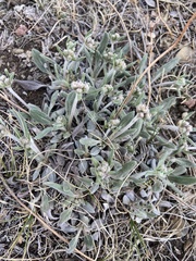 Eriogonum flavum