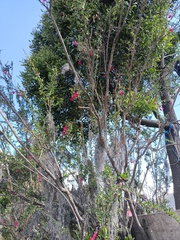 Cantua