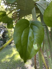 Smilax tamnoides