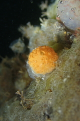 Distaplia occidentalis