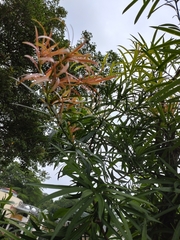 Podocarpus nakaii