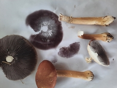 Stropharia rugosoannulata