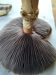 Stropharia rugosoannulata