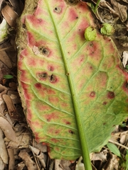 Puccinia phragmitis