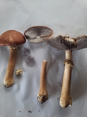 Stropharia rugosoannulata