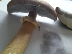 Stropharia rugosoannulata