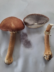 Stropharia rugosoannulata