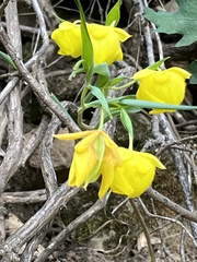 Calochortus pulchellus