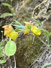 Calochortus pulchellus