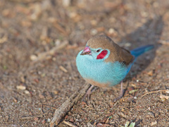 Uraeginthus bengalus