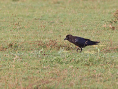 Corvus edithae