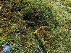 Myrosmodes paludosa