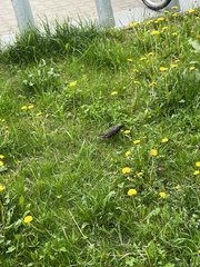 Sturnus vulgaris
