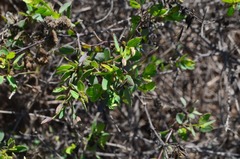 Porophyllum punctatum